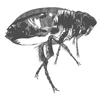 Woodcut Titled - Flea