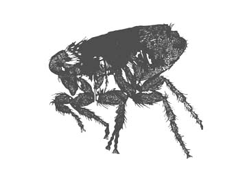 Wood Engraving Titled: Flea