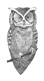 Wood Engraving Titled: Owl